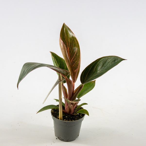 Philodendron PINK BIKINI Ø6cm H12cm