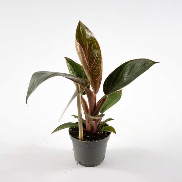 Philodendron PINK BIKINI Ø6cm H12cm