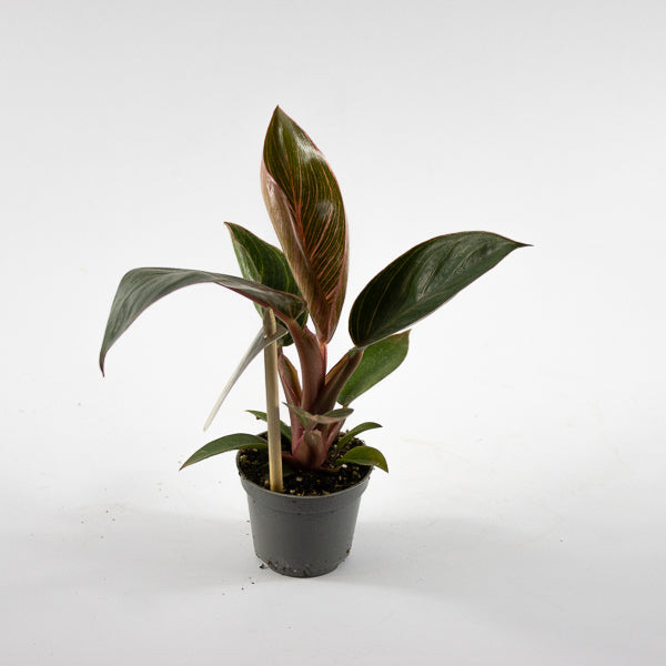 Philodendron PINK BIKINI Ø6cm H12cm