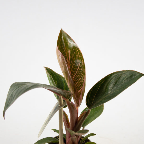 Philodendron PINK BIKINI Ø6cm H12cm