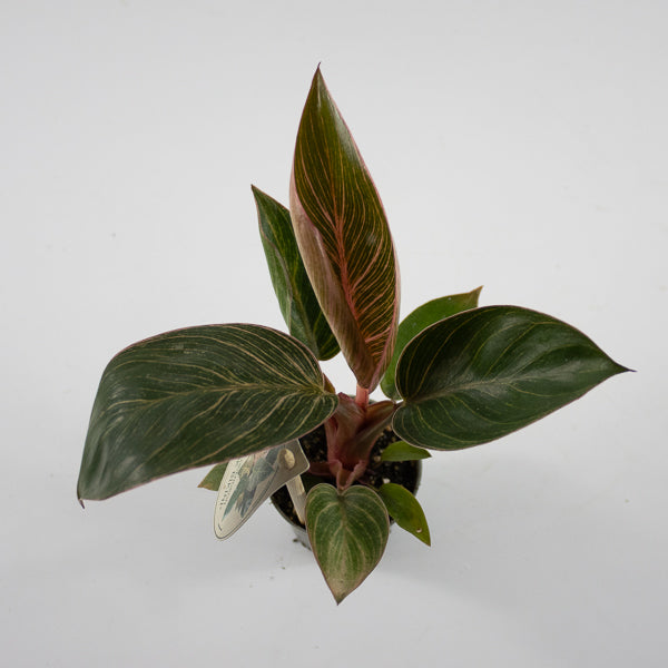Philodendron PINK BIKINI Ø6cm H12cm