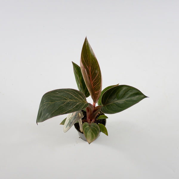 Philodendron PINK BIKINI Ø6cm H12cm