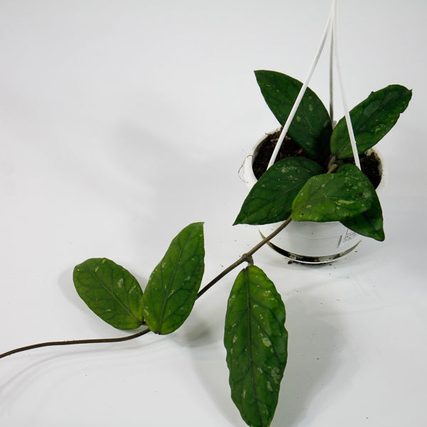 Hoya sp. Aceh Gayo Lues Ø10cm H15cm