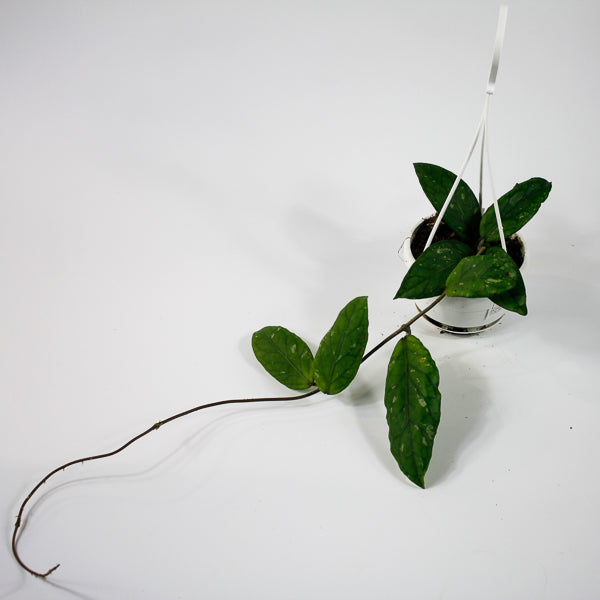 Hoya sp. Aceh Gayo Lues Ø10cm H15cm