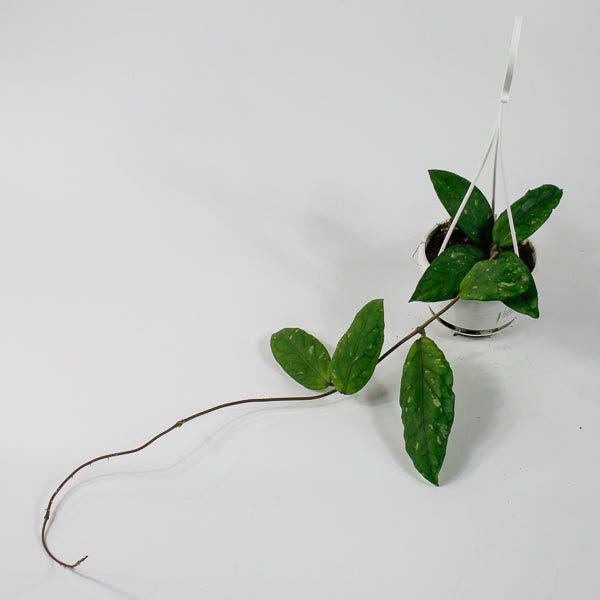 Hoya sp. Aceh Gayo Lues Ø10cm H15cm