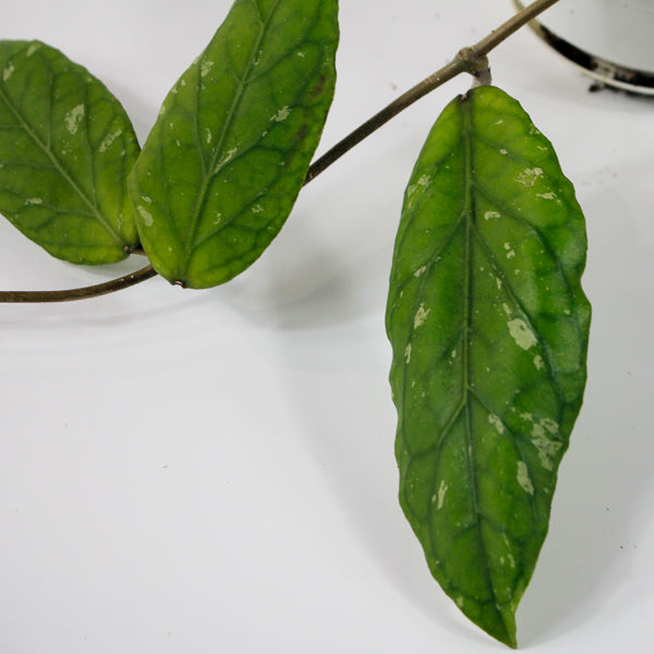 Hoya sp. Aceh Gayo Lues Ø10cm H15cm