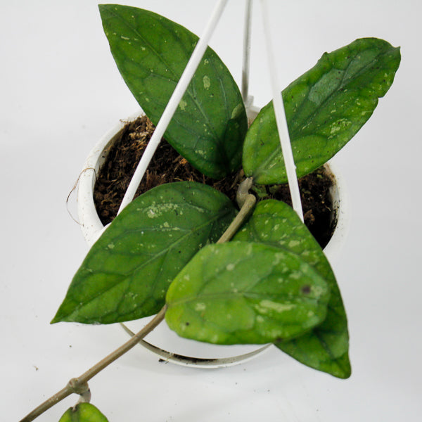 Hoya sp. Aceh Gayo Lues Ø10cm H15cm