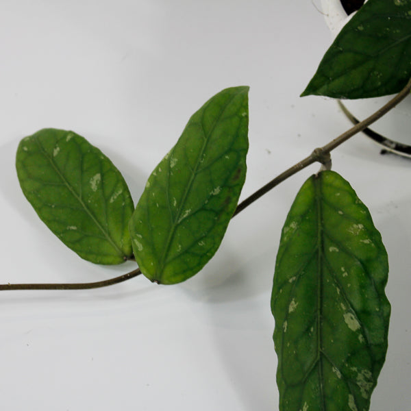 Hoya sp. Aceh Gayo Lues Ø10cm H15cm