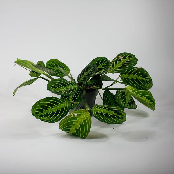 Maranta Leuconeura Lemon Lime 12cm H30cm