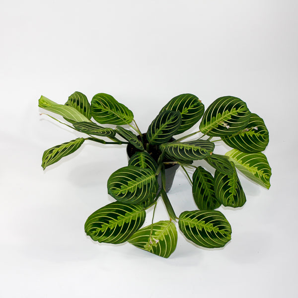 Maranta Leuconeura Lemon Lime 12cm H30cm