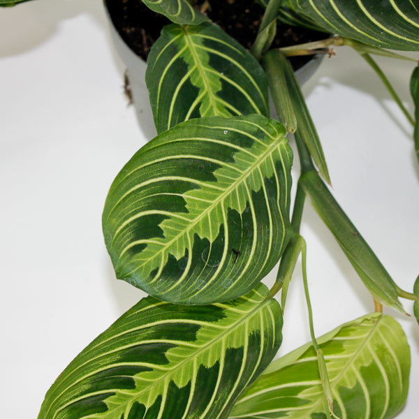 Maranta Leuconeura Lemon Lime 12cm H30cm