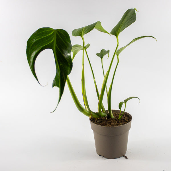 Monstera 'Burle Marx Flame' Ø13cm H40cm