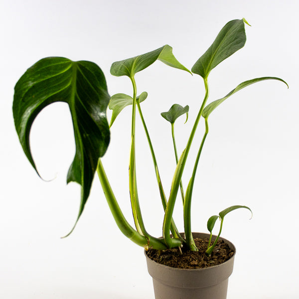 Monstera 'Burle Marx Flame' Ø13cm H40cm