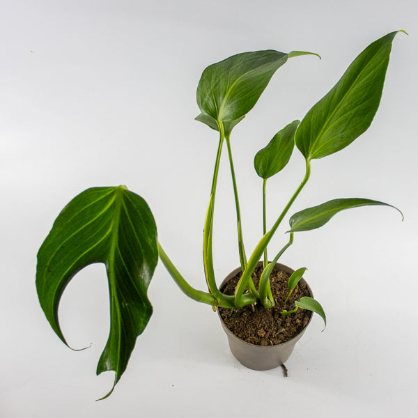 Monstera 'Burle Marx Flame' Ø13cm H40cm