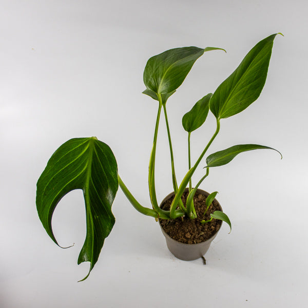 Monstera 'Burle Marx Flame' Ø13cm H40cm