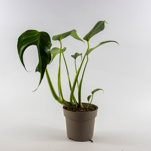 Monstera 'Burle Marx Flame' Ø13cm H40cm