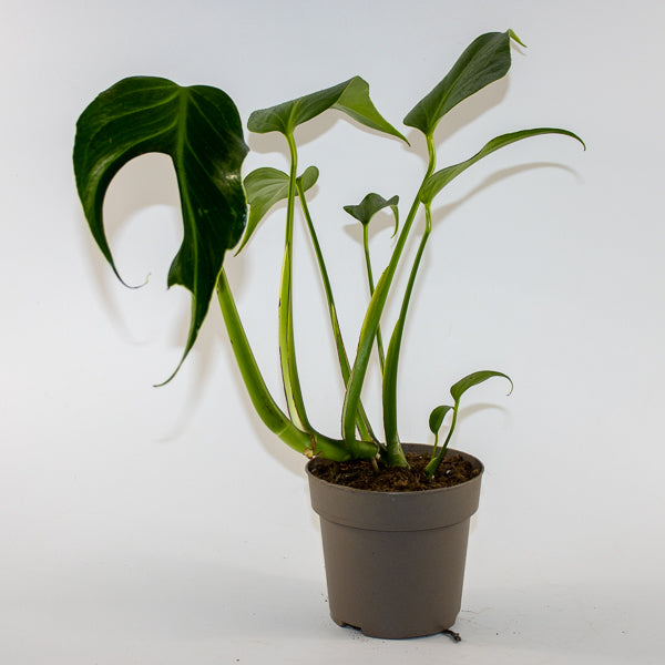 Monstera 'Burle Marx Flame' Ø13cm H40cm