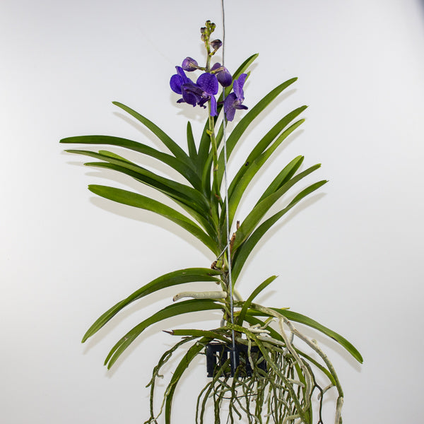 Vanda 15cm H60cm