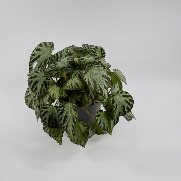 Begonia 'Silver Jewel' Ø15cm H30cm