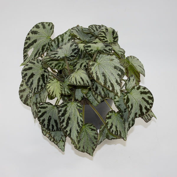 Begonia 'Silver Jewel' Ø15cm H30cm