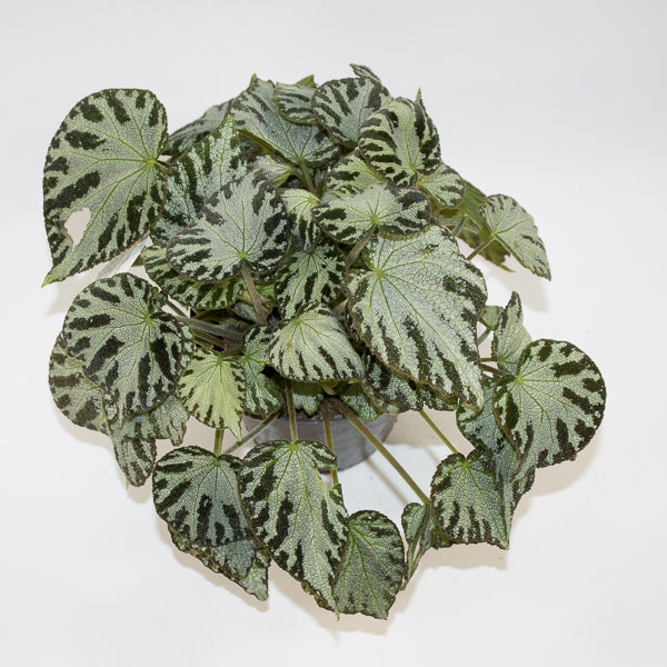 Begonia 'Silver Jewel' Ø15cm H30cm