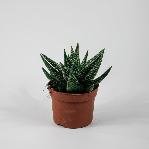 x Gasterhaworthia 'Royal Highness' Ø10.5cm H22cm