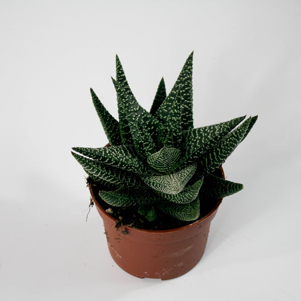 x Gasterhaworthia 'Royal Highness' Ø10.5cm H22cm