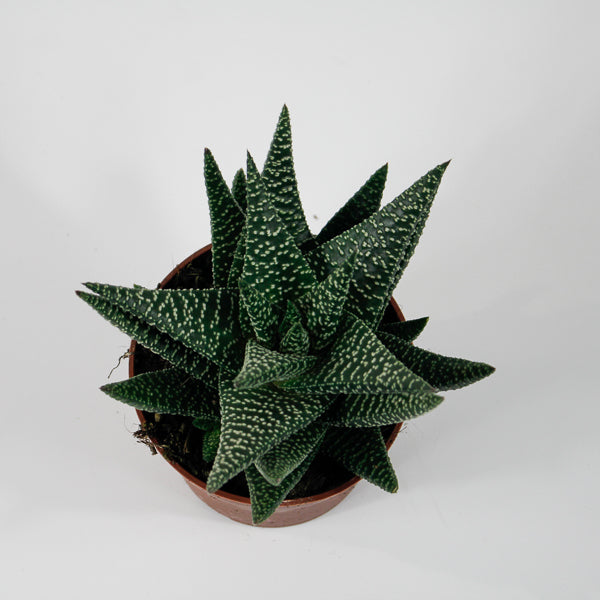 x Gasterhaworthia 'Royal Highness' Ø10.5cm H22cm