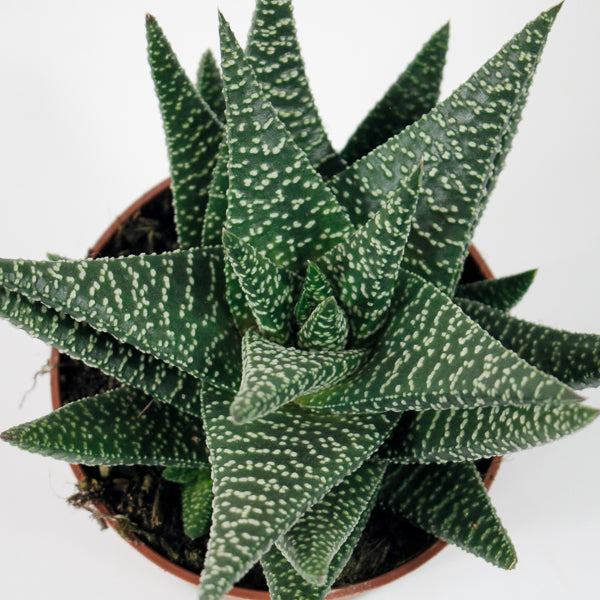 x Gasterhaworthia 'Royal Highness' Ø10.5cm H22cm