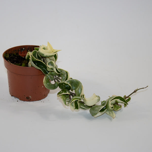 Hoya carnosa 'Compacta Variegata' Ø10.5cm H15cm