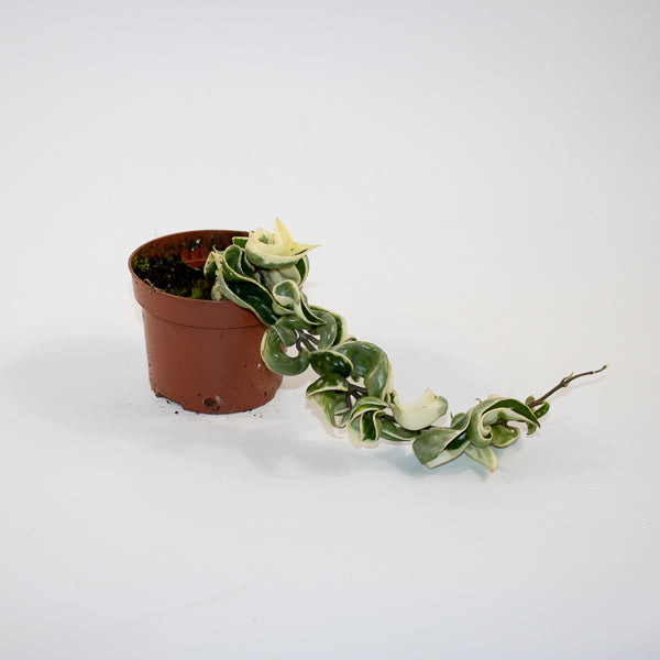 Hoya carnosa 'Compacta Variegata' Ø10.5cm H15cm