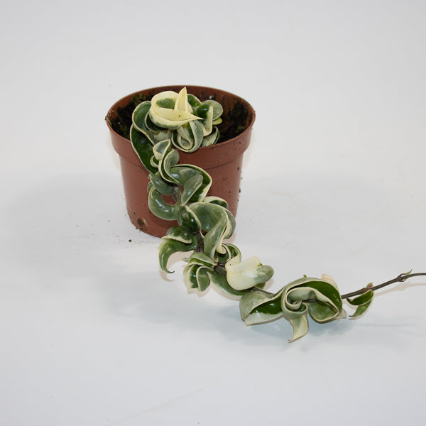 Hoya carnosa 'Compacta Variegata' Ø10.5cm H15cm