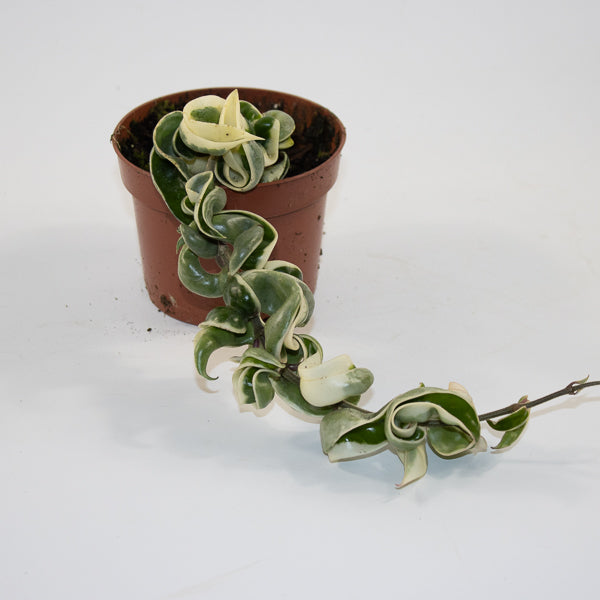 Hoya carnosa 'Compacta Variegata' Ø10.5cm H15cm