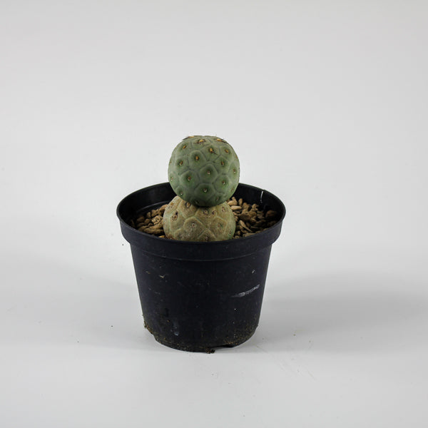 Tephrocactus geometricus Ø10.5cm H18cm