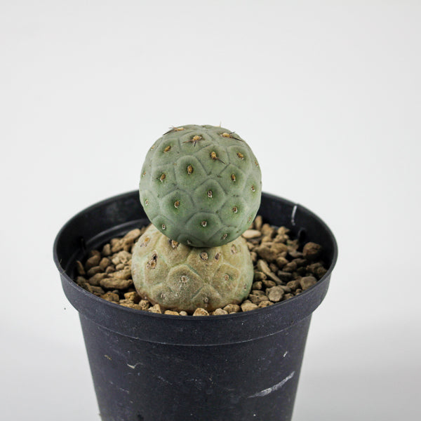 Tephrocactus geometricus Ø10.5cm H18cm