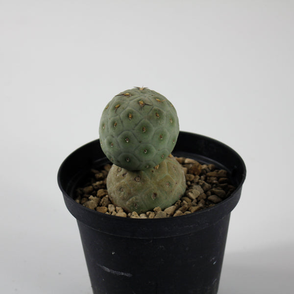 Tephrocactus geometricus Ø10.5cm H18cm