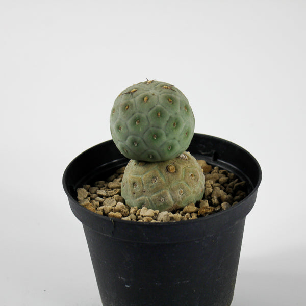 Tephrocactus geometricus Ø10.5cm H18cm