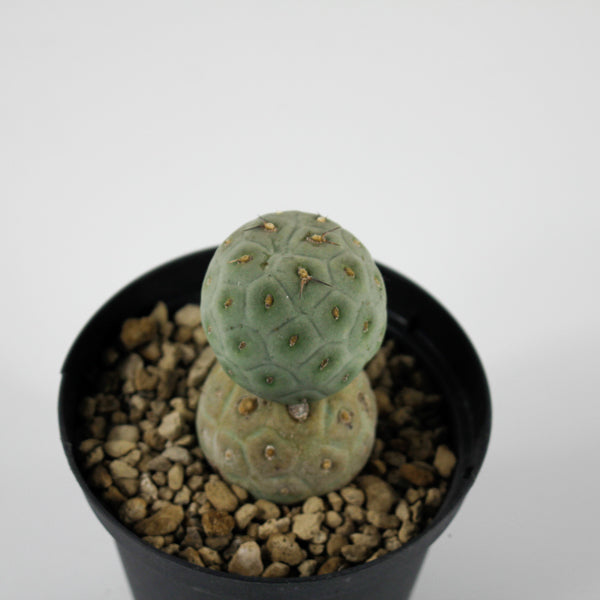Tephrocactus geometricus Ø10.5cm H18cm