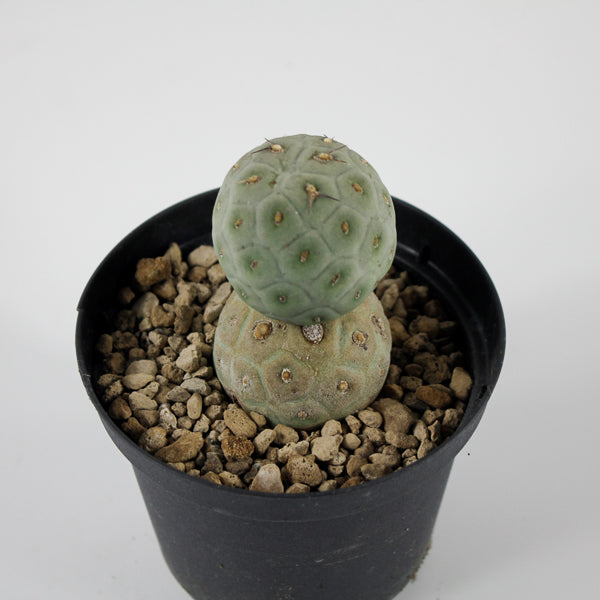 Tephrocactus geometricus Ø10.5cm H18cm
