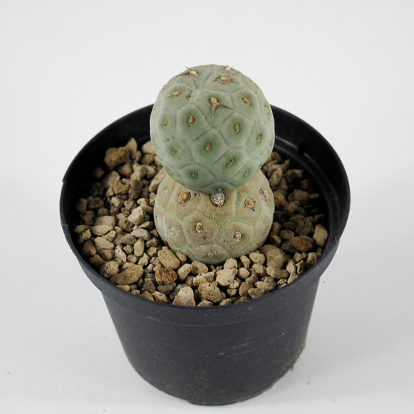 Tephrocactus geometricus Ø10.5cm H18cm