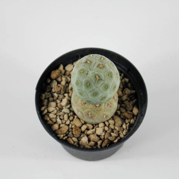 Tephrocactus geometricus Ø10.5cm H18cm