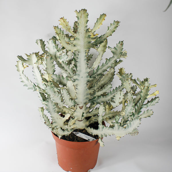 Euphorbia lactea 'Ghost' Cutting Ø26cm H65-85cm