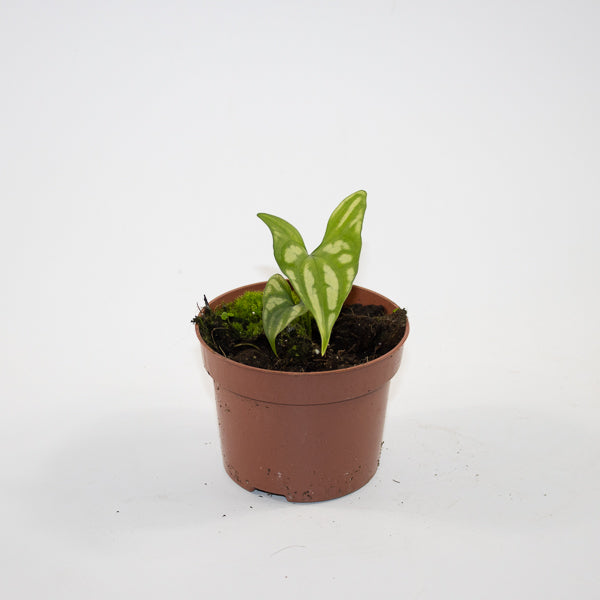 Cercestis mirabilis Ø10.5cm H15cm