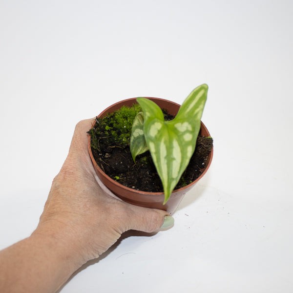 Cercestis mirabilis Ø10.5cm H15cm