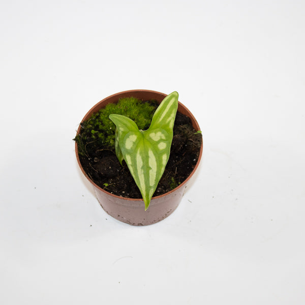 Cercestis mirabilis Ø10.5cm H15cm
