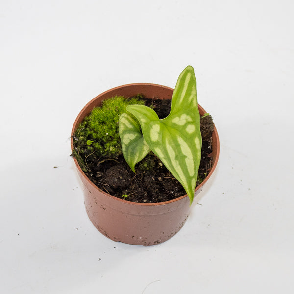 Cercestis mirabilis Ø10.5cm H15cm