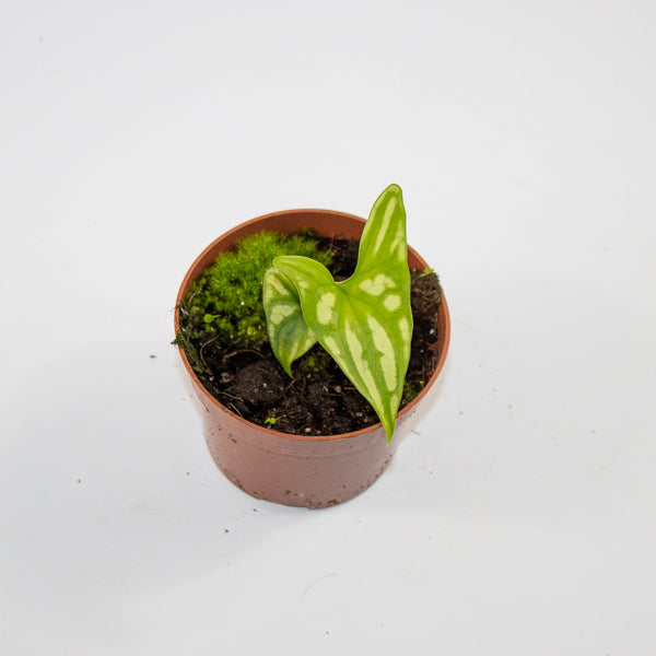 Cercestis mirabilis Ø10.5cm H15cm