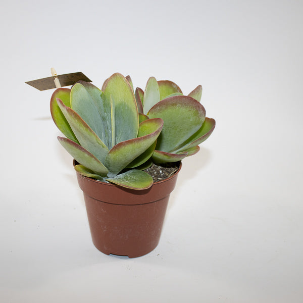 Kalanchoe thyrsiflora Ø12cm H20cm