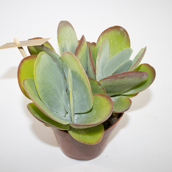 Kalanchoe thyrsiflora Ø12cm H20cm