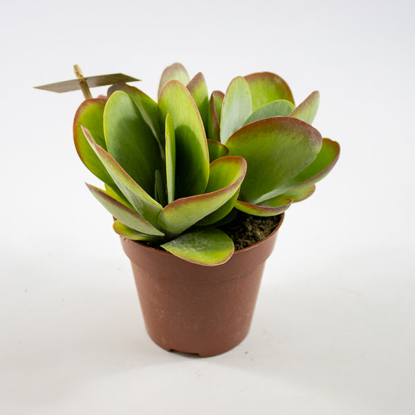Kalanchoe thyrsiflora Ø12cm H20cm